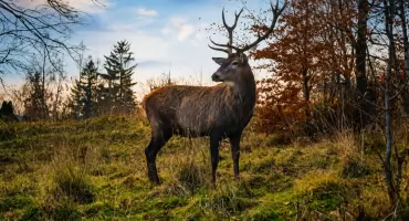 Sąd umorzył sprawę jelenia Bartka bez procesu. Pomimo tego, że oskarżony mataczył, był w pobliżu i chwilę po strzale zakończył polowanie.