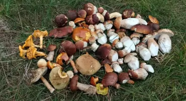 Sezon na grzyby ruszył. Czytelnicy 24jgora.pl pokazali swoje imponujące zbiory